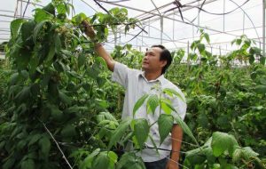 Ông Quân cho biết, thời gian mới trồng, năng suất phúc bồn tử của gia đình ông rất thấp.